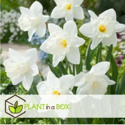 Narcissus Mount Hood X30 - Narcisbollen - Winterharde Bloembollen -Exporteren Tuin Verge Winkel 11d567cac8054a60abd43d88ebf3a600