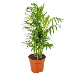 Chamaedorea Elegans – Mexicaanse Dwergpalm – ⌀12 Cm - ↕35-45 Cm