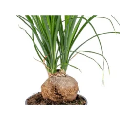 Beaucarnea 'Nolina' - Olifantspoot - Pot 12 Cm - ↕40 Cm -Exporteren Tuin Verge Winkel 1211362125 0102