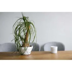 Beaucarnea 'Nolina' - Olifantspoot - Pot 12 Cm - ↕40 Cm -Exporteren Tuin Verge Winkel 1211362125 0103