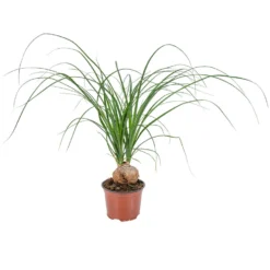 Beaucarnea 'Nolina' - Olifantspoot - Pot 12 Cm - ↕40 Cm