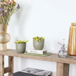 2x Dionaea Muscipula – Venusvliegenvanger – ⌀12 Cm–↕10-15 Cm -Exporteren Tuin Verge Winkel 1218053987 0103