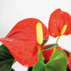 Anthurium 'Aristo' Oranje – Flamingoplant - ⌀14 Cm - ↕45-55 Cm -Exporteren Tuin Verge Winkel 1218518760 0102
