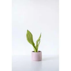 Sansevieria 'Moonshine' - Kamerplant In Kwekerspot ⌀12 Cm - ↕45 Cm -Exporteren Tuin Verge Winkel 1218920050 0102