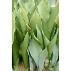 Sansevieria 'Moonshine' - Kamerplant In Kwekerspot ⌀12 Cm - ↕45 Cm -Exporteren Tuin Verge Winkel 1218920050 0103