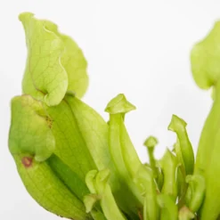 2x Sarracenia 'Juthatip Soper' – Trompetbekerplant – ⌀6 Cm – ↕05-10 Cm -Exporteren Tuin Verge Winkel 1220284506 0102