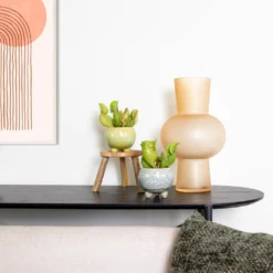 2x Sarracenia 'Juthatip Soper' – Trompetbekerplant – ⌀6 Cm – ↕05-10 Cm -Exporteren Tuin Verge Winkel 1220284506 0103