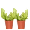 2x Sarracenia 'Juthatip Soper' – Trompetbekerplant – ⌀6 Cm – ↕05-10 Cm