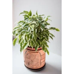 Treurvijg - Ficus Benjamina 'Kinky' - Pot 12 Cm - ↕30 Cm -Exporteren Tuin Verge Winkel 1221736602 0102