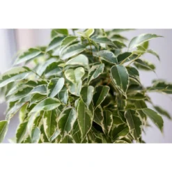 Treurvijg - Ficus Benjamina 'Kinky' - Pot 12 Cm - ↕30 Cm -Exporteren Tuin Verge Winkel 1221736602 0103