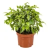Treurvijg - Ficus Benjamina 'Kinky' - Pot 12 Cm - ↕30 Cm