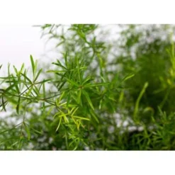 Asparagus 'Sprengeri' - Asgeplant In Hangpot - Pot 17 Cm -Hoogte 20 Cm -Exporteren Tuin Verge Winkel 1223122245 0103