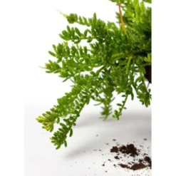 Koraalcactus In Hangpot -Exporteren Tuin Verge Winkel 1224847398 0102