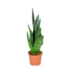 Sansevieria 'Black Coral' - Pot 9 Cm - ↕35 Cm