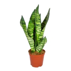 Sansevieria 'Zeylanica' - Pot 12 Cm - ↕45 Cm