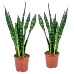 Vrouwentong - Sansevieria 'Black Coral' 2x - Pot 17 Cm - ↕65 Cm
