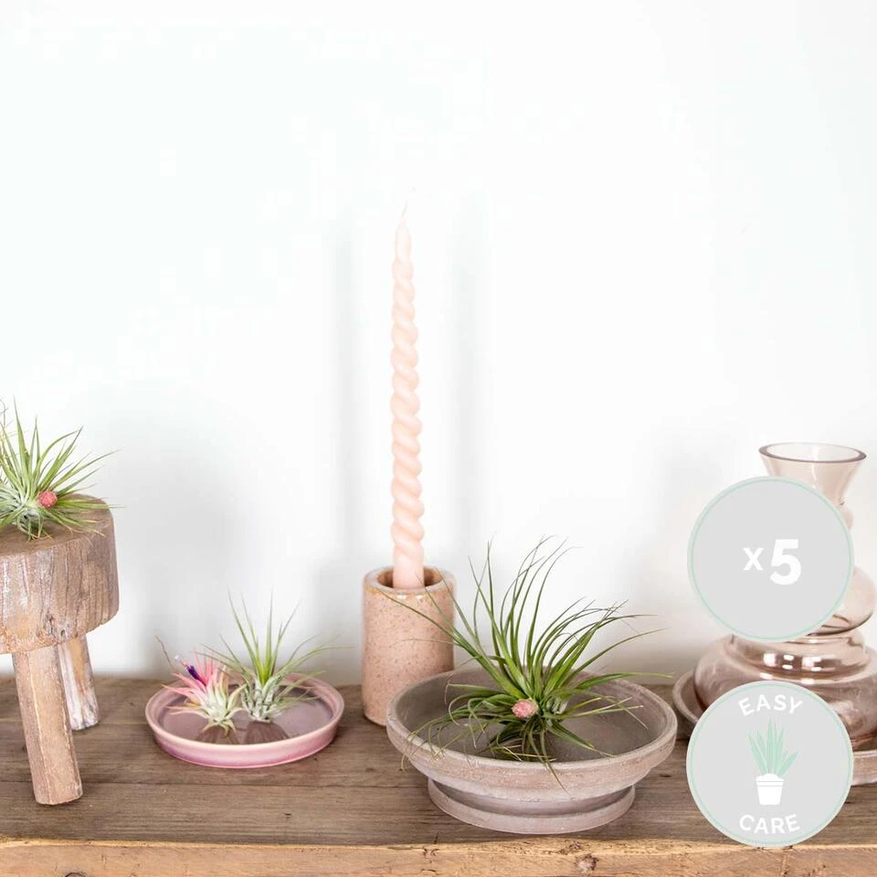 5x Tillandsia Mix - Luchtplantjes - Onderhoudsvriendelijk 2 5x Tillandsia Mix - Luchtplantjes - Onderhoudsvriendelijk - Afbeelding 2