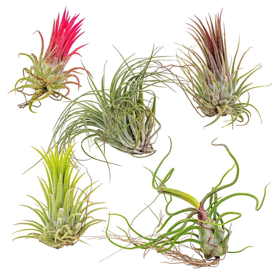 5x Tillandsia Mix - Luchtplantjes - Onderhoudsvriendelijk 1 5x Tillandsia Mix - Luchtplantjes - Onderhoudsvriendelijk