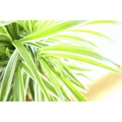 6x Chlorophytum Variegatum P12H25 -Exporteren Tuin Verge Winkel 1268425387 0102