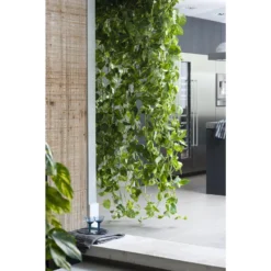 Scindapsus 'Aureum' In Hangpot 2x - Pot 17 Cm - ↕25 Cm -Exporteren Tuin Verge Winkel 1268522459 0103