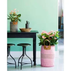 2x Anthurium Aristo Roze – Flamingoplant - ⌀14 Cm - ↕40-50 Cm -Exporteren Tuin Verge Winkel 1270293162 0103