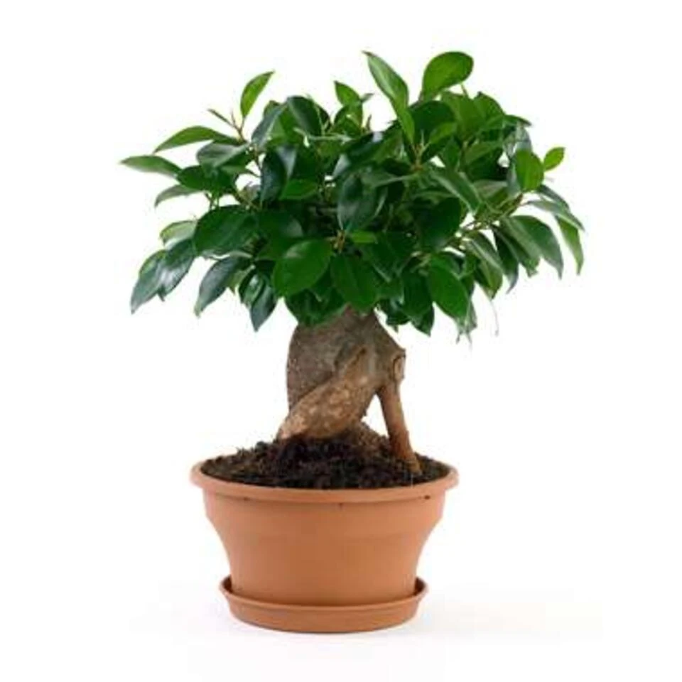 Ficus 'Ginseng' - Bonsaiboom 2x - Pot 12 Cm - ↕35 Cm 2 Ficus 'Ginseng' - Bonsaiboom 2x - Pot 12 Cm - ↕35 Cm - Afbeelding 2