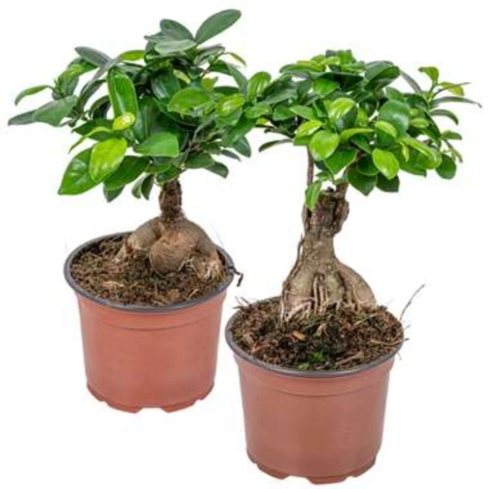 Ficus 'Ginseng' - Bonsaiboom 2x - Pot 12 Cm - ↕35 Cm 1 Ficus 'Ginseng' - Bonsaiboom 2x - Pot 12 Cm - ↕35 Cm