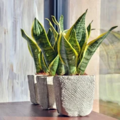 Sansevieria 'Suba' 2x - Pot 9 Cm - ↕35 Cm -Exporteren Tuin Verge Winkel 1293707074 0102