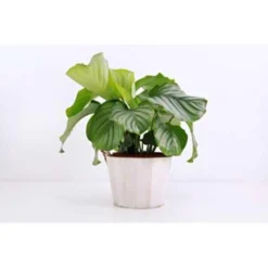 2x Calathea Orbifolia - Pauwenplant - ⌀14 Cm - ↕40-45 Cm -Exporteren Tuin Verge Winkel 1296087860 0102