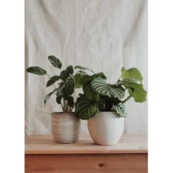 2x Calathea Orbifolia - Pauwenplant - ⌀14 Cm - ↕40-45 Cm -Exporteren Tuin Verge Winkel 1296087860 0103