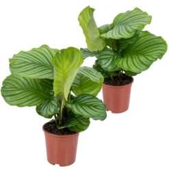2x Calathea Orbifolia - Pauwenplant - ⌀14 Cm - ↕40-45 Cm