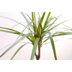 Drakenbloedboom - Dracaena 'Marginata' - Pot 17 Cm - ↕75 Cm -Exporteren Tuin Verge Winkel 1301744670 0102