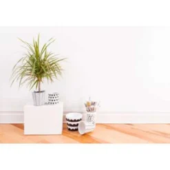 Drakenbloedboom - Dracaena 'Marginata' - Pot 17 Cm - ↕75 Cm -Exporteren Tuin Verge Winkel 1301744670 0103