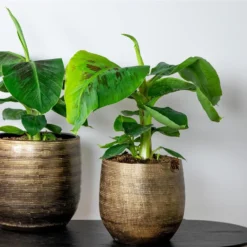 Bananenplant - Musa 'Tropicana' - Tropische P17 Cm - H60-70 Cm -Exporteren Tuin Verge Winkel 1312479597 0102