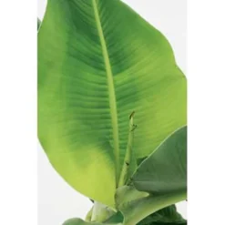 Bananenplant - Musa 'Tropicana' - Tropische P17 Cm - H60-70 Cm -Exporteren Tuin Verge Winkel 1312479597 0103