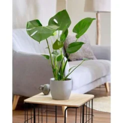 2x Monstera Deliciosa - Gatenplant - ⌀17 Cm - ↕50-60 Cm -Exporteren Tuin Verge Winkel 1316426574 0102