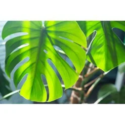 2x Monstera Deliciosa - Gatenplant - ⌀17 Cm - ↕50-60 Cm -Exporteren Tuin Verge Winkel 1316426574 0103