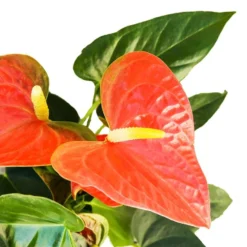 2x Anthurium 'Aristo' Oranje – Flamingoplant - ⌀14 Cm - ↕45-55 Cm -Exporteren Tuin Verge Winkel 1316704677 0102