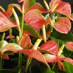 2x Anthurium 'Aristo' Oranje – Flamingoplant - ⌀14 Cm - ↕45-55 Cm -Exporteren Tuin Verge Winkel 1316704677 0103