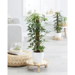 Schefflera 'Arboricola' 1x - In Kwekerspot - Pot19 Cm -↕70-80 Cm -Exporteren Tuin Verge Winkel 1329201817 0103