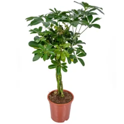 Schefflera 'Arboricola' 1x - In Kwekerspot - Pot19 Cm -↕70-80 Cm