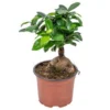 Bonsai Boompje - Ficus 'Ginseng' - Pot 12 Cm - Hoogte 35 Cm