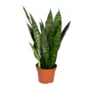 Sansevieria 'Black Coral' - Pot 12 Cm - ↕45 Cm