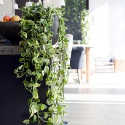 Scindapsus 'N-Joy' In Hangpot 2x -Pot 17 - ↕20 Cm -Exporteren Tuin Verge Winkel 1361698441 0103