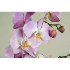 Orchidee - Phalaenopsis Roze Wit - Kamerplanten ⌀9 Cm - ↕40 Cm -Exporteren Tuin Verge Winkel 1363622240 0102