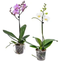 Orchidee - Phalaenopsis Roze Wit - Kamerplanten ⌀9 Cm - ↕40 Cm