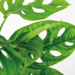 Monstera Adansonii 'Monkey Leaf' - Gatenplant - ⌀12 Cm - ↕20-25 Cm -Exporteren Tuin Verge Winkel 1365135337 0102