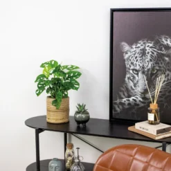 Monstera Adansonii 'Monkey Leaf' - Gatenplant - ⌀12 Cm - ↕20-25 Cm -Exporteren Tuin Verge Winkel 1365135337 0103