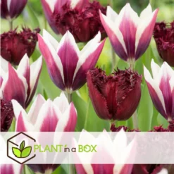 Tulipa Labrador - Bloembollen X10 - Tulp - Donkerpaars -Exporteren Tuin Verge Winkel 136f94bf4ed74feca84cd76213bf8275