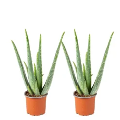 2x Aloe Vera Barbadensis - Vetplant - ⌀10,5 Cm - ↕30-35 Cm